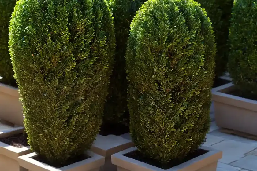 Buxus sempervirens ‘dee runk’ (boxwood) — photo 3