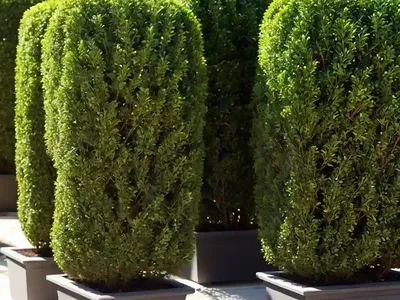 Buxus Sempervirens ‘Dee Runk’ (Boxwood)