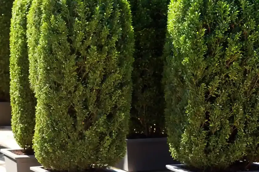 Buxus sempervirens ‘dee runk’ (boxwood)