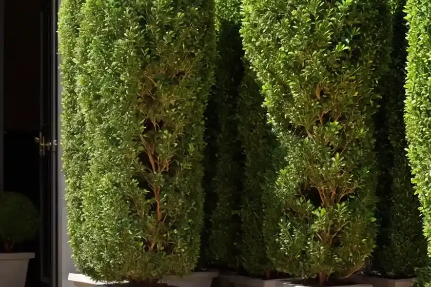 Buxus sempervirens ‘graham blandy’ (boxwood) — photo 2