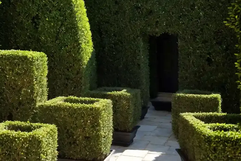 Buxus sempervirens ‘graham blandy’ (boxwood) — photo 3
