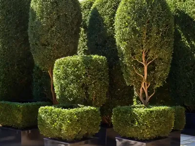Buxus Sempervirens ‘Graham Blandy’ (Boxwood)