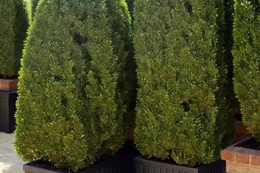 Buxus sempervirens ‘suffruticosa’ (boxwood) — photo 2