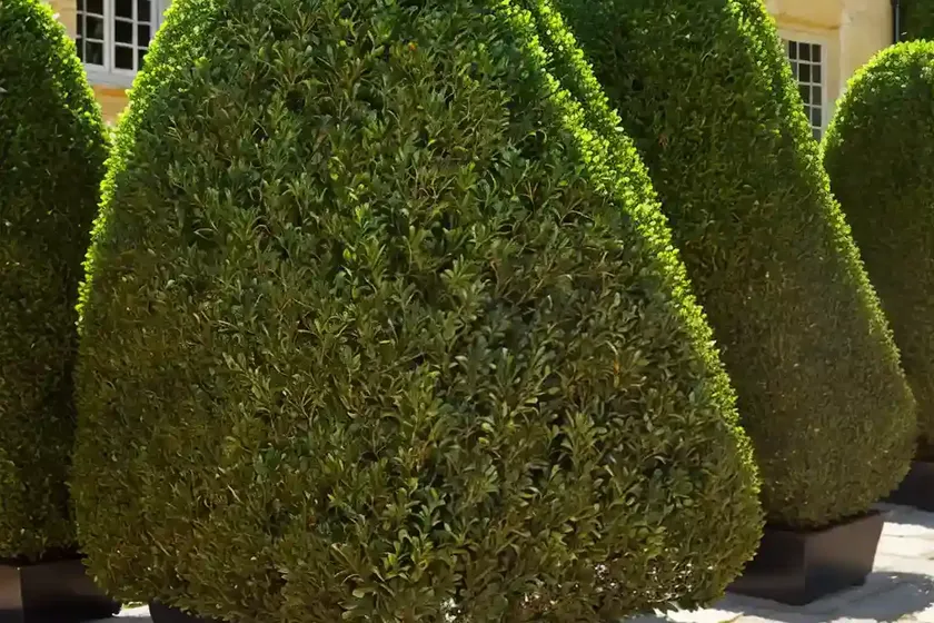 Buxus sempervirens ‘suffruticosa’ (boxwood) — photo 3