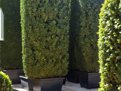 Buxus Sempervirens ‘Suffruticosa’ (Boxwood)