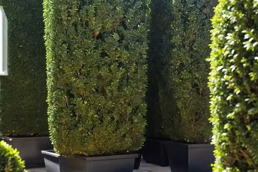 Buxus sempervirens ‘suffruticosa’ (boxwood)