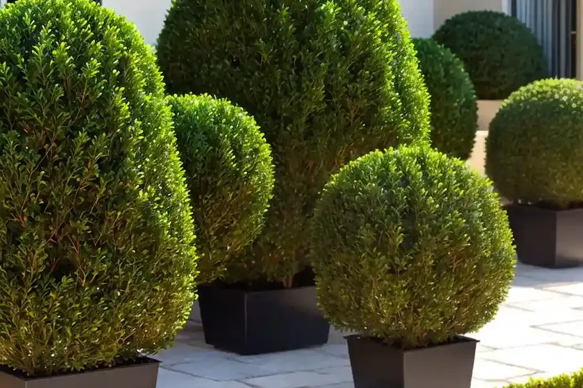 Buxus sinica var. insularis ‘justin brouwers’ (korean boxwood) — photo 2