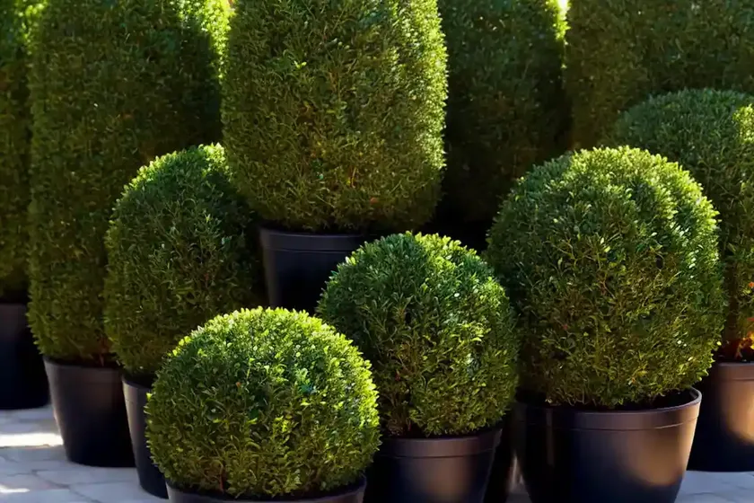 Buxus sinica var. insularis ‘justin brouwers’ (korean boxwood) — photo 3