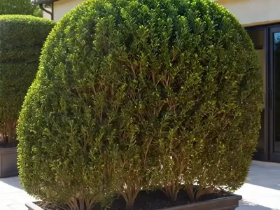 Buxus Sinica Var. Insularis ‘Justin Brouwers’ (Korean Boxwood)