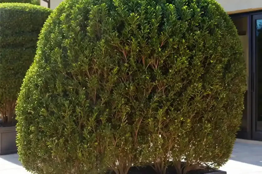 Buxus sinica var. insularis ‘justin brouwers’ (korean boxwood)
