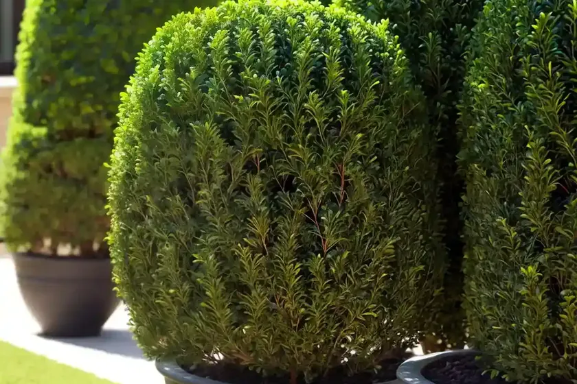Buxus sinica var. insularis ‘nana’ (korean boxwood) — photo 3