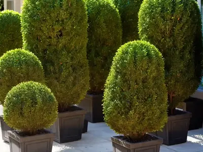 Buxus Sinica Var. Insularis ‘Nana’ (Korean Boxwood)