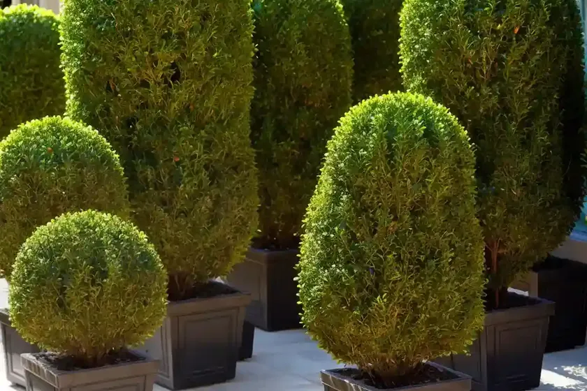 Buxus sinica var. insularis ‘nana’ (korean boxwood)