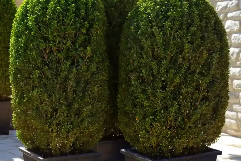 Buxus sinica var. insularis ‘wintergreen’ (korean boxwood) — photo 2