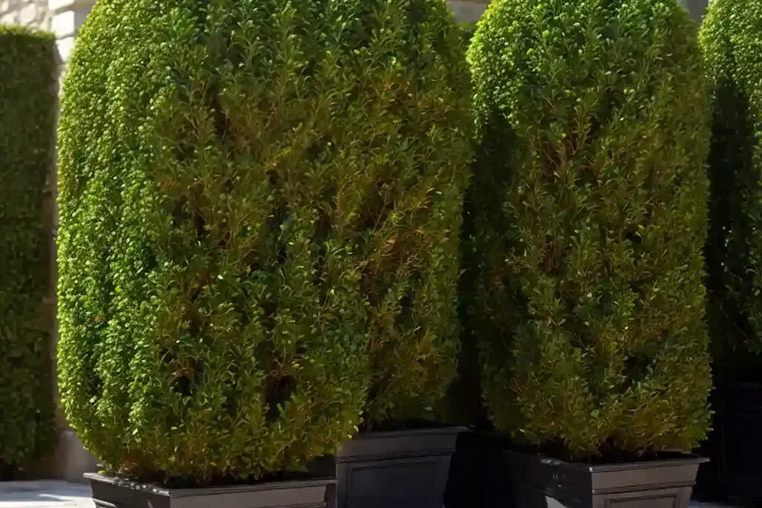 Buxus sinica var. insularis ‘wintergreen’ (korean boxwood) — photo 3