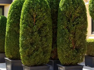 Buxus Sinica Var. Insularis ‘Wintergreen’ (Korean Boxwood)