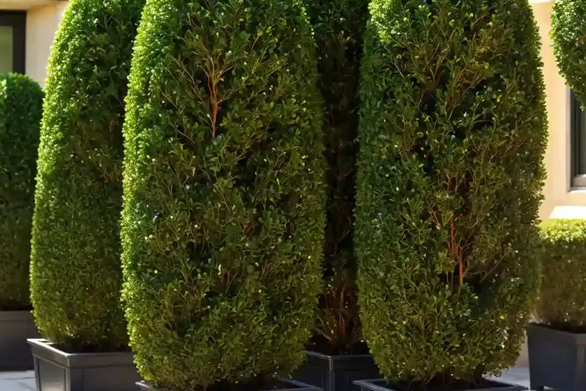 Buxus sinica var. insularis ‘wintergreen’ (korean boxwood)