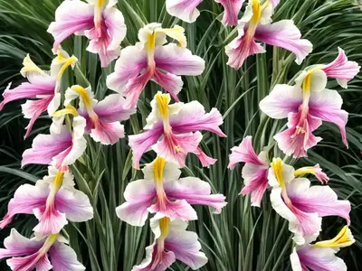 Byzantine Gladiolus (Gladiolus Communis Subsp. Byzantinus)