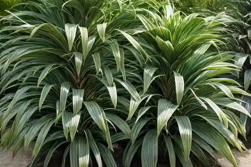 Cabbage palm ‘miss andrea’ (cordyline terminalis ‘miss andrea’) — photo 3