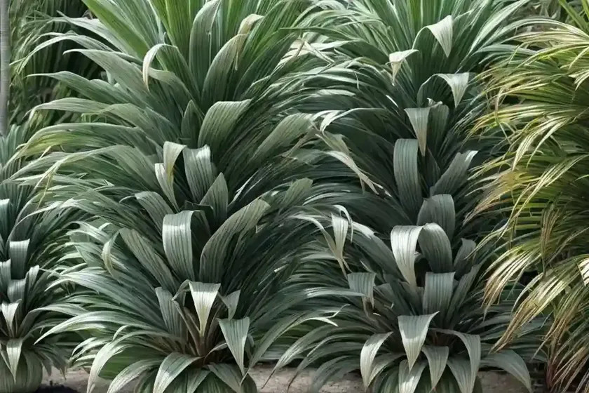 Cabbage palm ‘miss andrea’ (cordyline terminalis ‘miss andrea’)