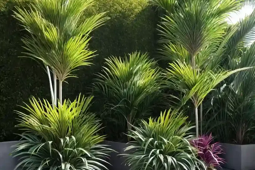 Cabbage tree (cordyline australis) — photo 2