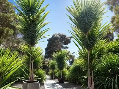 Cabbage Tree (Cordyline Australis)