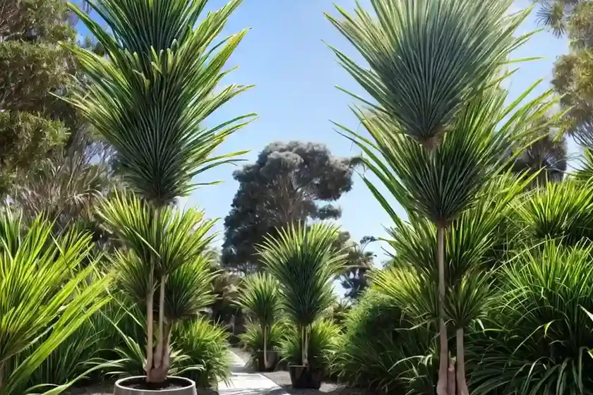 Cabbage tree (cordyline australis)