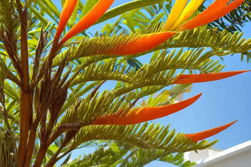 Caesalpinia gilliesii (bird of paradise shrub) — photo 2