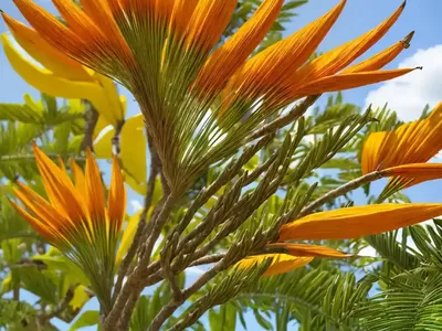 Caesalpinia Gilliesii (Bird Of Paradise Shrub)