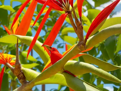 Caesalpinia Pulcherrima (Red Bird Of Paradise)
