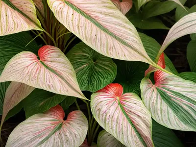 Caladium ‘Aaron’ (Angel Wings)