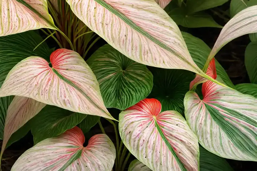 Caladium ‘aaron’ (angel wings)