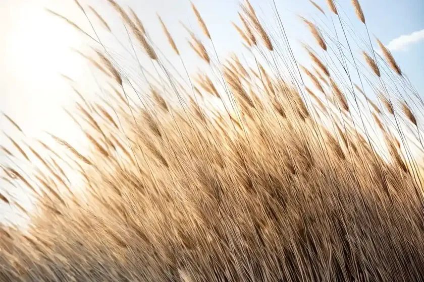 Calamagrostis brachytricha (reed grass) — photo 2