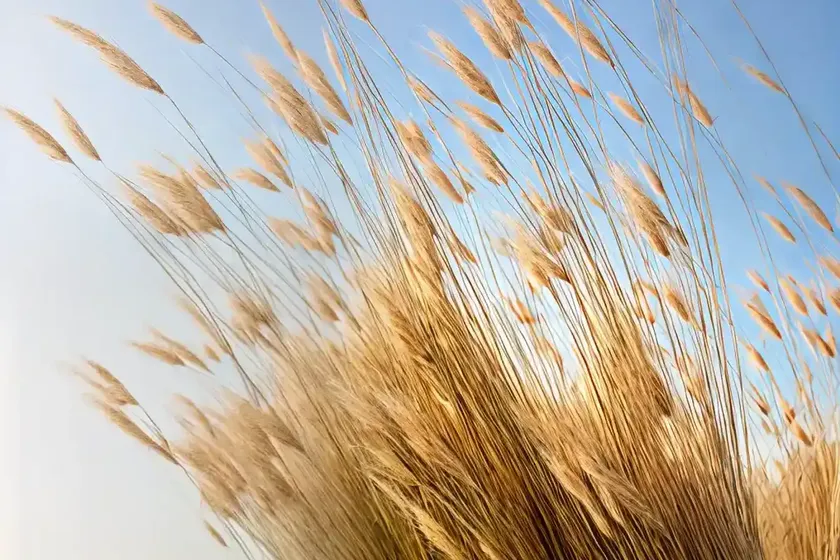 Calamagrostis brachytricha (reed grass) — photo 3