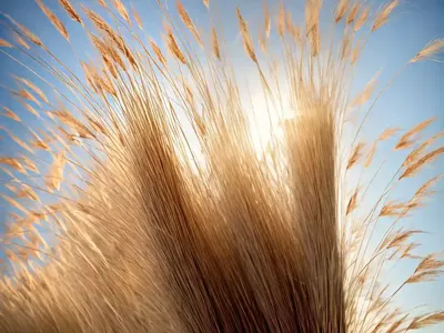 Calamagrostis Brachytricha (Reed Grass)