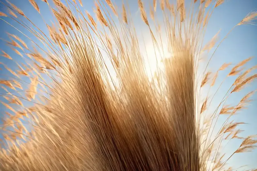 Calamagrostis brachytricha (reed grass)