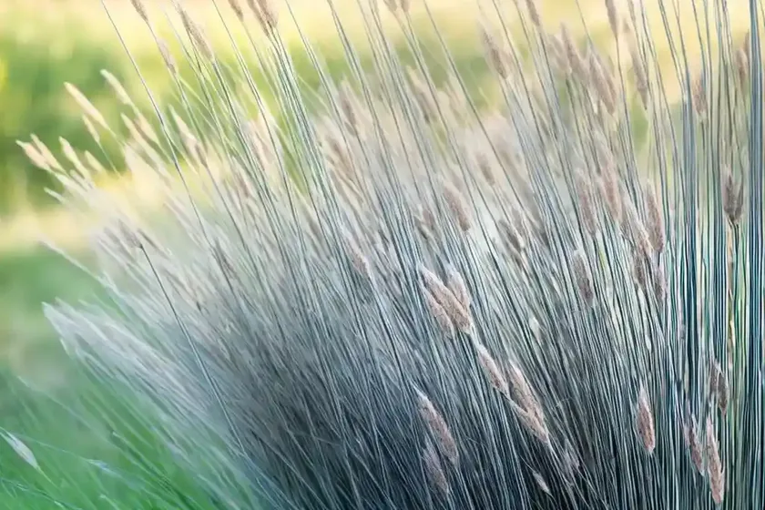 Calamagrostis canadensis (bluejoint grass) — photo 3