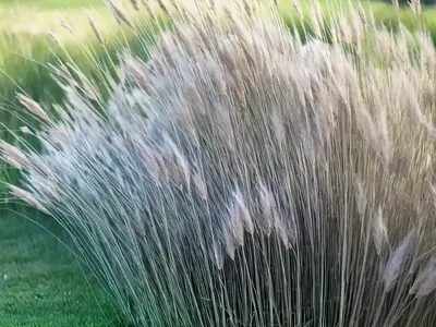 Calamagrostis Canadensis (Bluejoint Grass)