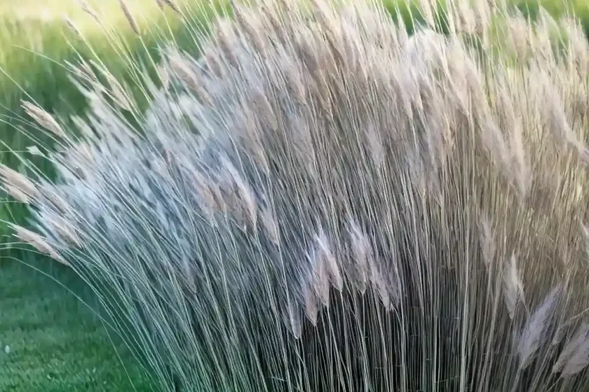 Calamagrostis canadensis (bluejoint grass)
