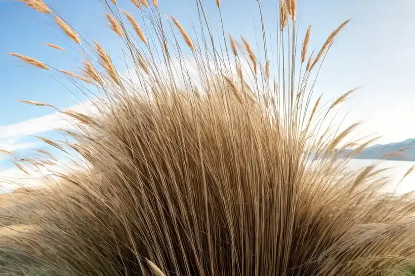 Calamagrostis nutkaensis (pacific reedgrass) — photo 2