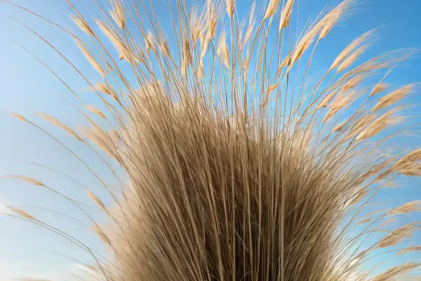 Calamagrostis nutkaensis (pacific reedgrass) — photo 3