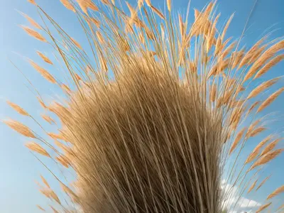 Calamagrostis Nutkaensis (Pacific Reedgrass)