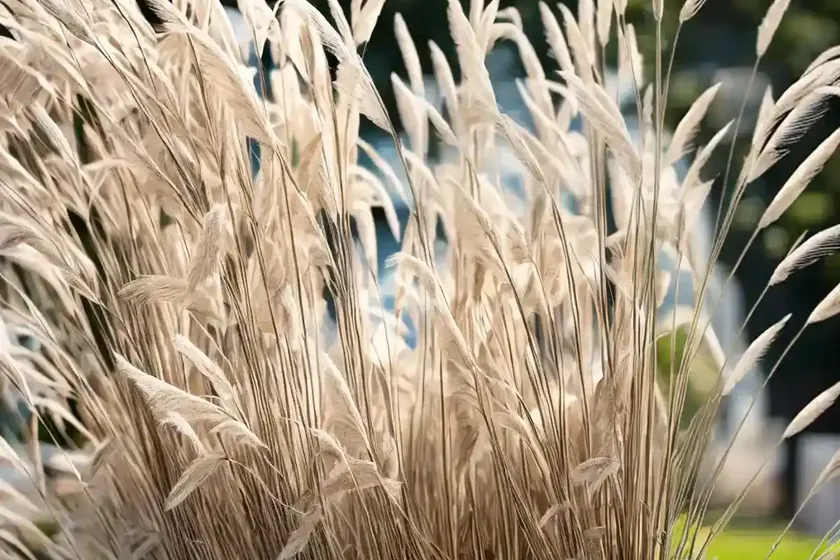 Calamagrostis X Acutiflora ‘Avalanche’ (Feather Reed Grass) — photo 2