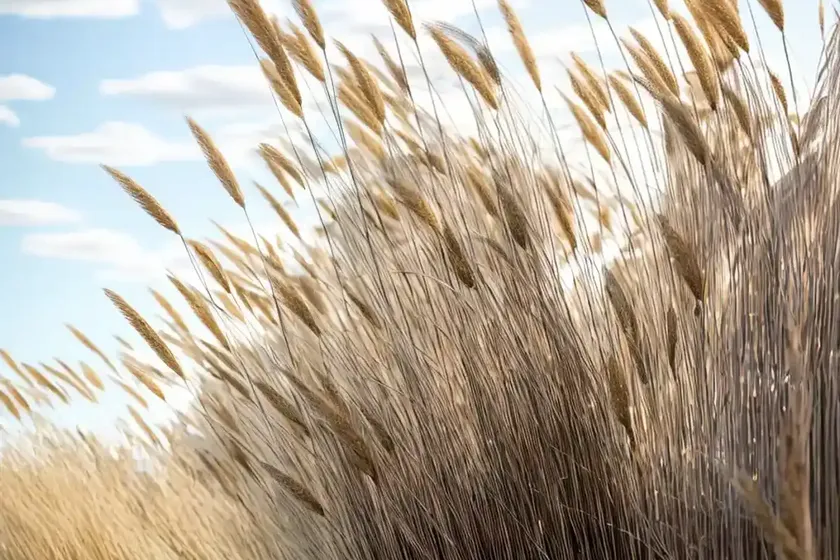 Calamagrostis X Acutiflora ‘Avalanche’ (Feather Reed Grass) — photo 3