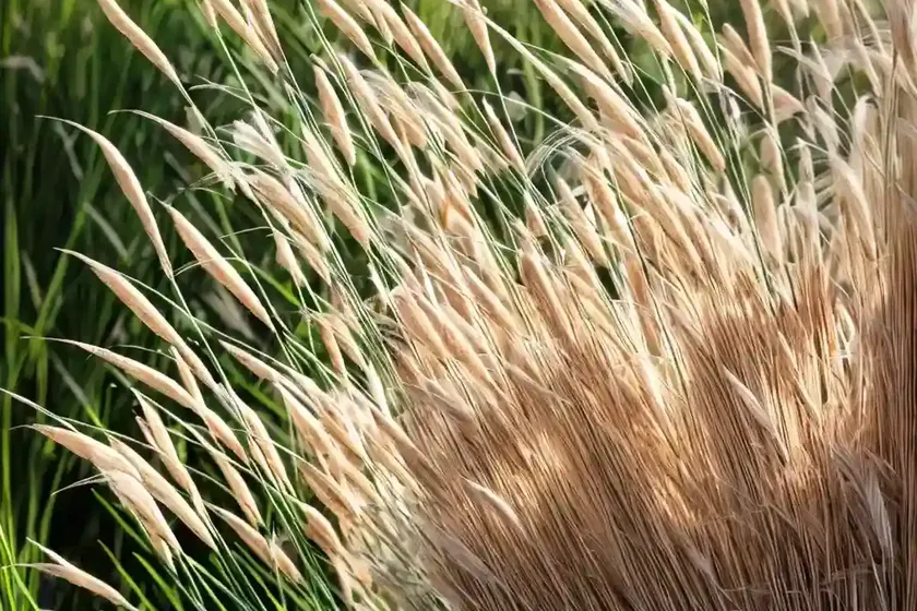 Calamagrostis x acutiflora ‘karl foerster’ (feather reed grass) — photo 2