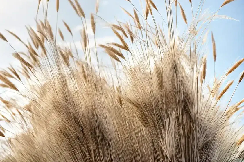 Calamagrostis x acutiflora ‘karl foerster’ (feather reed grass) — photo 3
