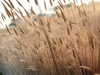 Calamagrostis X Acutiflora ‘Karl Foerster’ (Feather Reed Grass)
