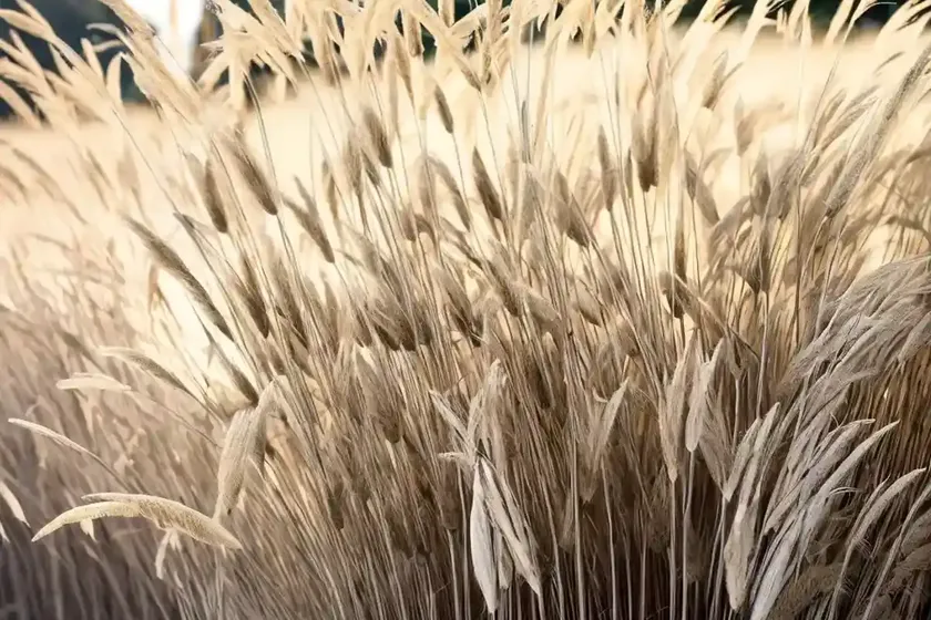 Calamagrostis x acutiflora ‘overdam’ (feather reed grass) — photo 2