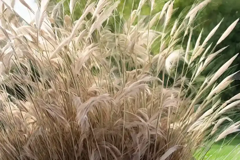 Calamagrostis x acutiflora ‘overdam’ (feather reed grass) — photo 3