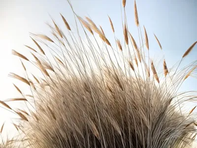 Calamagrostis X Acutiflora ‘Overdam’ (Feather Reed Grass)